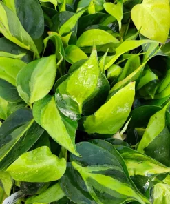 PHILODENDRON BRASIL Plant - Image 3