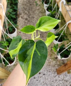 PHILODENDRON BRASIL Plant - Image 4