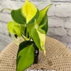 PHILODENDRON BRASIL Plant - Image 1