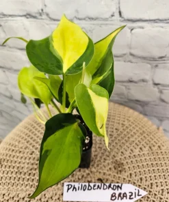 PHILODENDRON BRASIL Plant - Image 1