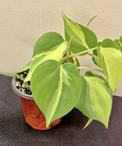 Philodendron Brazil Live Plant - Potted Houseplant - Easy Care - Image 1