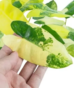 Philodendron Burle Marx Variegated Live Plant - Rare Indoor Aroid - Image 2