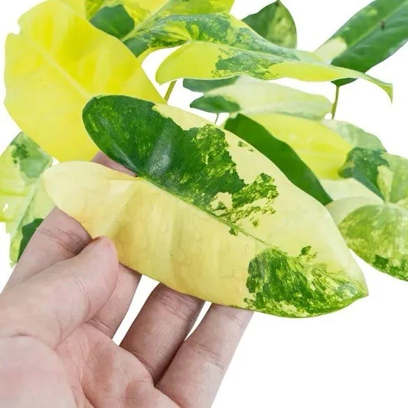 Philodendron Burle Marx Variegated Live Plant - Rare Indoor Aroid - Image 2