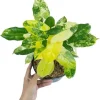 Philodendron Burle Marx Variegated Live Plant - Rare Indoor Aroid - Image 1
