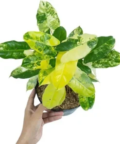 Philodendron Burle Marx Variegated Live Plant - Rare Indoor Aroid - Image 1