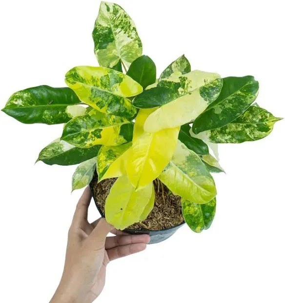 Philodendron Burle Marx Variegated Live Plant - Rare Indoor Aroid - Image 1