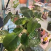 Philodendron Congo Nuclear Live Plant - Rare Variegated Tropical Houseplant - Image 1