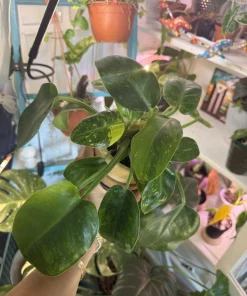 Philodendron Congo Nuclear Live Plant - Rare Variegated Tropical Houseplant - Image 1