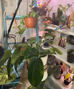 Philodendron Congo Nuclear Live Plant - Rare Variegated Tropical Houseplant - Image 2