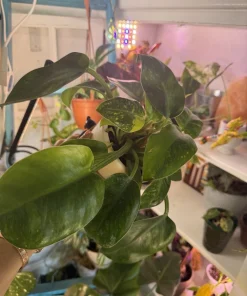 Philodendron Congo Nuclear Live Plant - Rare Variegated Tropical Houseplant - Image 3