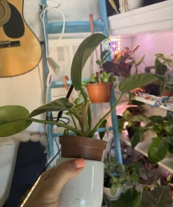 Philodendron Congo Variegated Live Plant – Rare Indoor Houseplant - Image 2