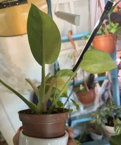 Philodendron Congo Variegated Live Plant – Rare Indoor Houseplant - Image 3