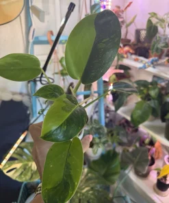 Philodendron Congo Variegated Live Plant – Rare Indoor Houseplant - Image 4