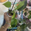 Philodendron Congo Variegated Live Plant – Rare Indoor Houseplant - Image 1