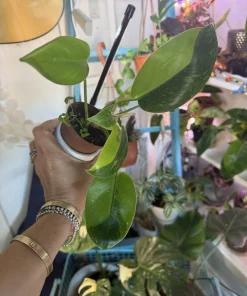 Philodendron Congo Variegated Live Plant – Rare Indoor Houseplant - Image 1