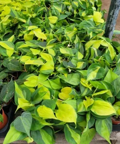 Philodendron Cordatum Brasil Live Plant - 4in Pot - Vining Houseplant - Image 2
