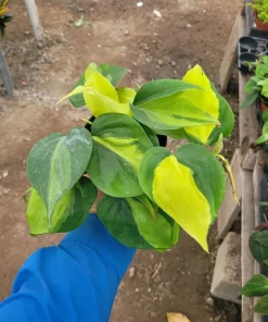 Philodendron Cordatum Brasil Live Plant - 4in Pot - Vining Houseplant - Image 3