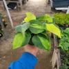 Philodendron Cordatum Brasil Live Plant - 4in Pot - Vining Houseplant - Image 1