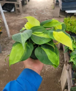 Philodendron Cordatum Brasil Live Plant - 4in Pot - Vining Houseplant - Image 1