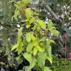 Philodendron Erubescens Live Plant – Red Emerald Vine – Indoor Houseplant - Image 1