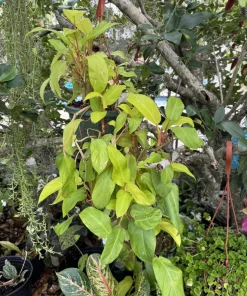 Philodendron Erubescens Live Plant – Red Emerald Vine – Indoor Houseplant - Image 1