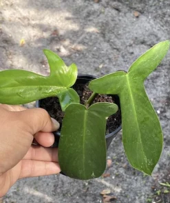 Philodendron Florida Ghost Live Plant - Rare White Ghost Potted Houseplant - Image 1