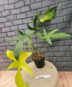 Philodendron Florida Ghost Live Plant - Unique Foliage Houseplant - Image 2