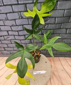 Philodendron Florida Ghost Live Plant - Unique Foliage Houseplant - Image 3
