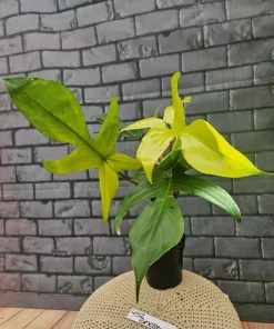 Philodendron Florida Ghost Live Plant - Unique Foliage Houseplant - Image 4