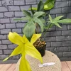 Philodendron Florida Ghost Live Plant - Unique Foliage Houseplant - Image 1