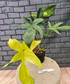 Philodendron Florida Ghost Live Plant - Unique Foliage Houseplant - Image 1