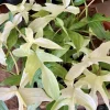 philodendron Florida Ghost Mint - Image 1