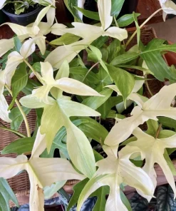 philodendron Florida Ghost Mint - Image 1