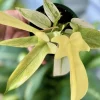 Philodendron Florida Ghost Mint Live Plant - Rare Variegated Aroid Houseplant - Image 1