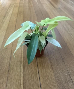 Philodendron Florida Ghost Variegated Live Plant – Rare Aroid Houseplant - Image 2
