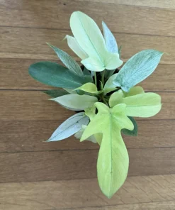 Philodendron Florida Ghost Variegated Live Plant – Rare Aroid Houseplant - Image 3