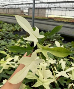 Philodendron Florida Ghost Variegated Live Plant - Rare Collector Aroid - Image 1