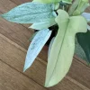 Philodendron Florida Ghost Variegated Live Plant – Rare Tropical Houseplant – Indoor Foliage - Image 1