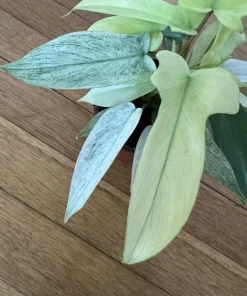Philodendron Florida Ghost Variegated Live Plant – Rare Aroid Houseplant - Image 1
