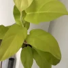 Philodendron Florida Sunrise Live Plant - Rare Variegated Houseplant - Image 1