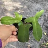 Philodendron Ghost Live Plant – Potted Rare Aroid Houseplant - Image 1