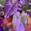 Philodendron Gloriosum Live Plant – Rare Velvet Heart Leaf Aroid Houseplant Indoor - Image 1