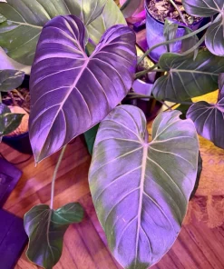 Philodendron Gloriosum Live Plant – Rare Velvet Heart Leaf Aroid Houseplant Indoor - Image 1
