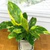 Philodendron 'Green Congo Nuclear' Variegated Live Plant - Rare Tropical Houseplant - Image 1