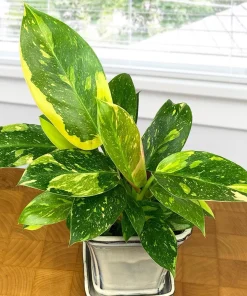 Philodendron 'Green Congo Nuclear' Variegated Live Plant - Rare Tropical Houseplant - Image 1