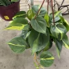 Philodendron Hederaceum Brasil Live Plant – Vibrant Indoor Trailing Vine - Image 1