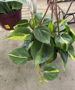 Philodendron Hederaceum Brasil Live Plant – Vibrant Indoor Trailing Vine - Image 1