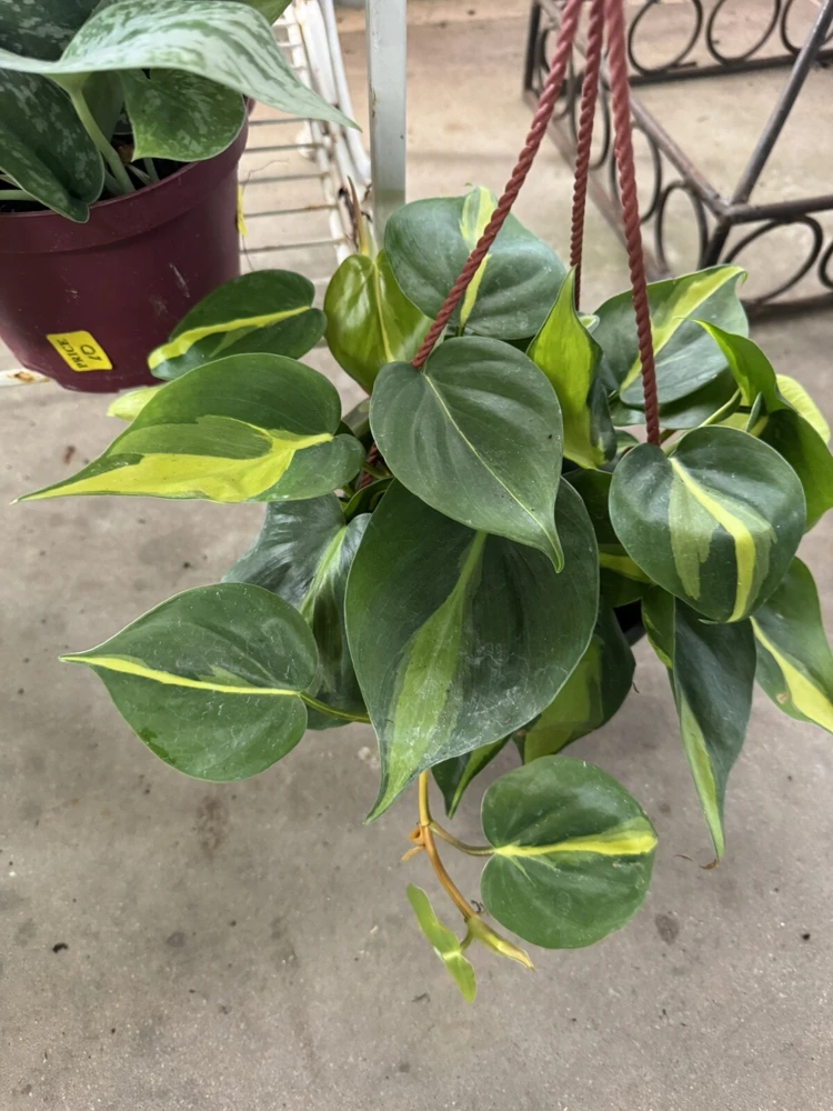 Philodendron Hederaceum Brasil Live Plant – Vibrant Indoor Trailing Vine - Image 1