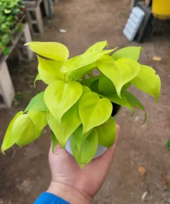 Philodendron Hederaceum Lemon Lime Live Plant – 4in Pot – Vining Houseplant - Image 2