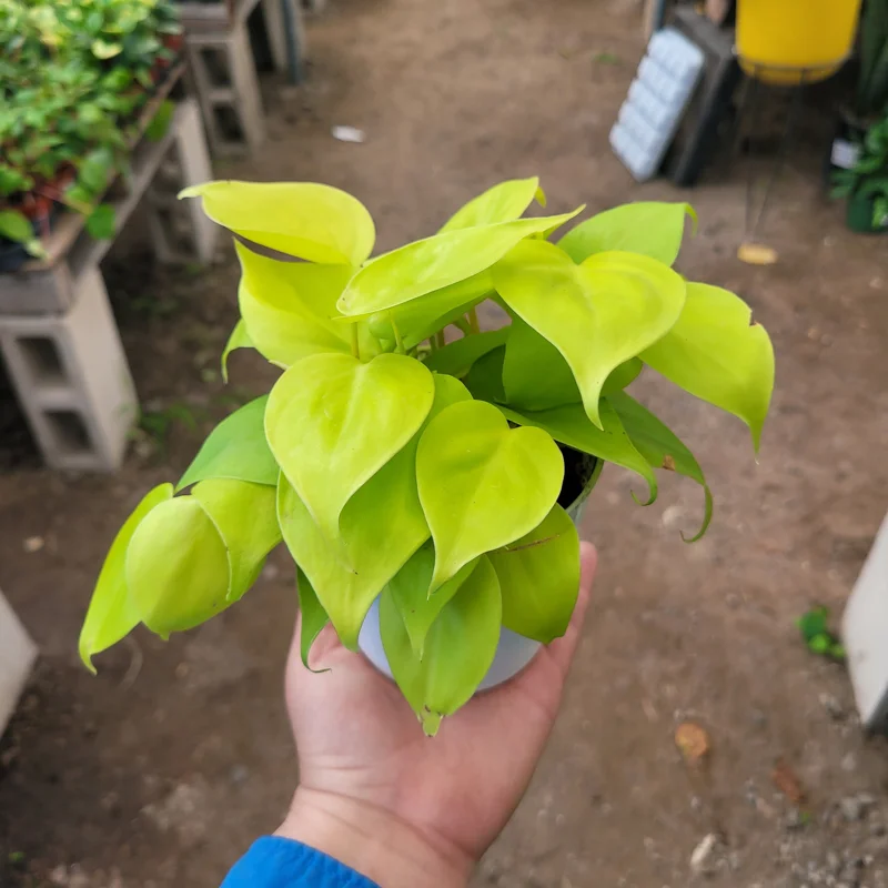 Philodendron Hederaceum Lemon Lime Live Plant – 4in Pot – Vining Houseplant - Image 2